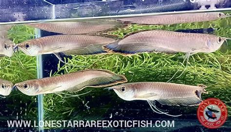 Exotic and Rare Arowana For Sale .